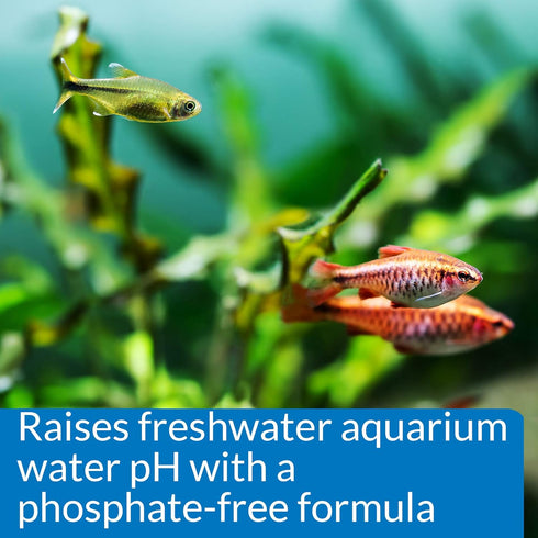 API pH UP Freshwater Aquarium Water pH Raising Solution, 16-Ounce Bottle (31B)