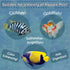 Aquatic Foods Inc. 1.3oz Brine Shrimp, Freeze Dried Floating Brine Cubes for Cichlids, Discus, Goldfish, Bettas, Angel