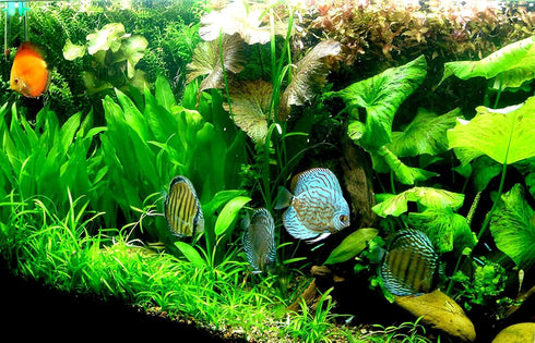 Aquatic Discounts 3 BUY2GET1FREE! Different Beginner/Super Easy Live Aquarium Plants - Bacopa + Hornwort + Java Fern