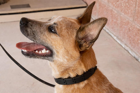 Starmark Pro-Training Dog Collar Add-A-Link, Small Size for Training