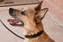 Starmark Pro-Training Dog Collar Add-A-Link, Small Size for Training