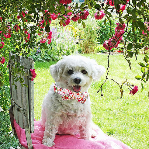 Elegant Pink Rose Print Dog Collar, Durable Cotton Adjustable Pet Collar with Metal Buckle for X-Small Dogs