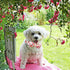Elegant Pink Rose Print Dog Collar, Durable Cotton Adjustable Pet Collar with Metal Buckle for X-Small Dogs