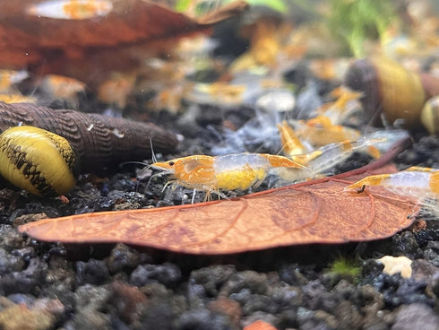 (10 (+1)), Orange Rili Shrimps Live Freshwater Shrimp Aquarium Neocaridina Inverts RCS Clear,Orange,Random