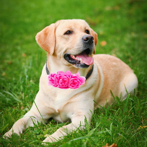 Dog Collar Charms with Large Flowers - 4, 6, or 20PCS Attachment for Small Medium Big Girl Cat Puppy Rabbit
