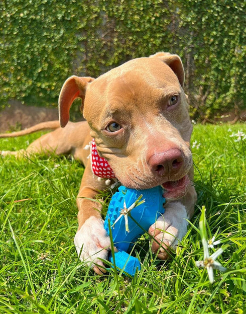 SUPER SHOE Dog Toy for Aggressive Chewers, Rubber Natural Teething Toys, Treat Dispenser for Small Medium Dogs