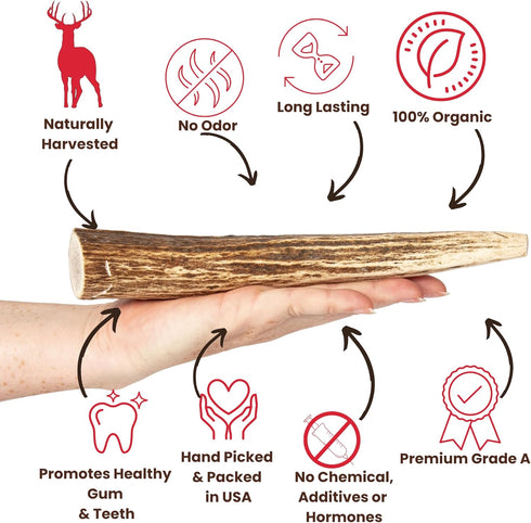 Best Chews Whole Elk Antlers for Dogs – Natural USA Sourced Antlers for Aggressive Chewers, Promotes Oral Health