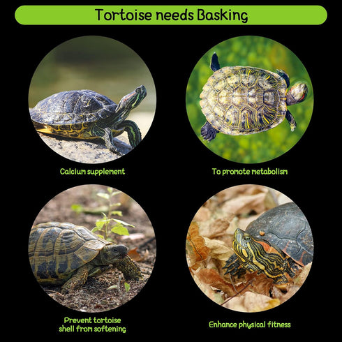2 Pieces Large Turtle Basking Platform, Transparent Fish Tank Aquarium Platform with Suction Cups