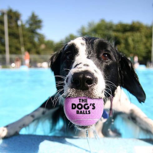 The Little Dog's Balls, Dog Tennis Balls, 6-Pack Lilac, 1.9 Inches Diameter, Strong Dog & Puppy Ball for Training,