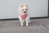 Striped Teacup Pet Dog T-Shirts - 100% Cotton Tank Vest for Small Dogs and Cats, Sleeveless Puppy Clothes, Pink,