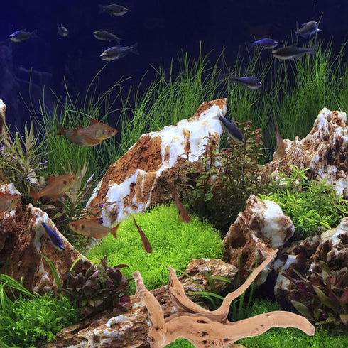Mipcase 3 Pcs Driftwood for Aquarium, Spider Wood Decorations for Fish Tank and Reptile Decor