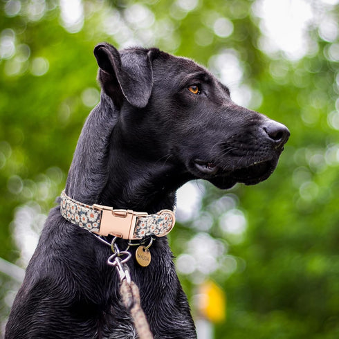 Cotton Dog Collar, Metal Buckle Daisy Summer Design, Cute Adjustable Soft Collar for Small Medium Large Boys Girls Dogs