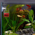 WEAVERBIRD Acrylic V-Shape Cone Red Worm Feeder with Suction Cup for Shrimp Fish Tank Feeding