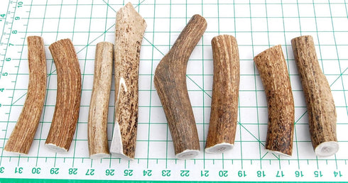 Extra Large 2-Pack Elk Antler Dog Chews, 6 to 10 inches Long for Medium to Large Dogs and Puppies