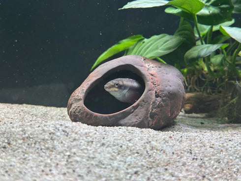 Plecoceramics Cichlid Stone Decoration, Aquarium Cave for Cichlids, Betta, Small Fish - Fish Tank Hideaway Decor (Magma