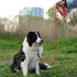 NTR Long Leash for Dogs, 100FT Check Cord, Swivel Lockable Hook, Comfortable Padded Handle, Reflective for Small,