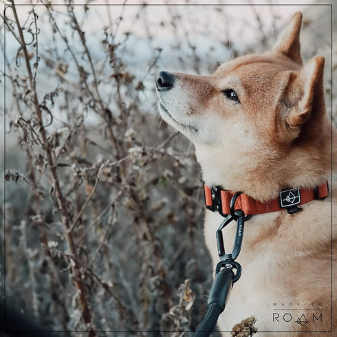 Made to ROAM Premium Dog Collar, Adjustable Heavy Duty Nylon with Quick-Release Metal Buckle (Alaska Daybreak, Classic
