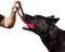 Dingo Gear Tug Toy for Dog Training, French Linen Dog Bumper with Handle (6" Pink, S00307)