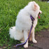 Short Dog Leash with Soft Cushion | 18 Inch Lead for Large Dogs (Ultra Violet)
