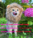 Lion Mane Wig for Cat Costume, Adjustable Washable Fancy Hair Dress for Halloween, Christmas, Easter (Brown)