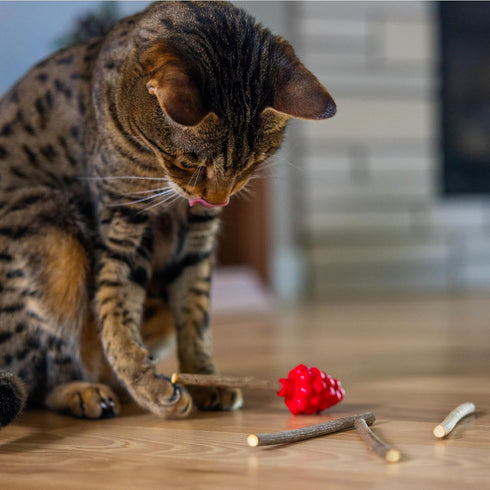 4 Catstages Dental Raspberry Teether with Silvervine Sticks Included, Cat and Kitten Teething Toy, Red