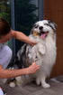 Pet Undercoat Rake for Dogs and Cats - Double-Sided Steel Blade for Shedding Control with Wooden Handle