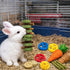 20 Chinchillas Grddaef PCS Bunny Chew Toys for Teeth, Natural Rabbit Toys Apple Wood Grass Timothy Sticks Chew