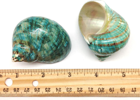 PEPPERLONELY 2 2-1/2 Inch 3 Inch PC Natural Large Hermit Crab Shells, Green Blue Gade Turbo, ~