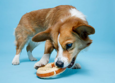 Hartz Chew ‘n Clean Chew Toy and Treat in One, Chicken Flavored Ring Dog Toy, Medium