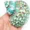 PEPPERLONELY Green Blue Gade Big Turbo Sea Shells, Large Hermit Crab Shells, 3
