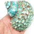PEPPERLONELY Green Blue Gade Big Turbo Sea Shells, Large Hermit Crab Shells, 3