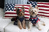 Fitwarm Patriotic Star Dog Shirt - 4th of July Holiday Clothes for Small Dogs, 100% Breathable Cotton