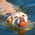 Apasiri Squeaky Dog Balls for Aggressive Chewers, 2 Pack Dog Toys for Large Breed