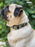 Heavy Duty Dog Collar with Handle | Ballistic Nylon, Padded Reflective Collar with Adjustable Hardware