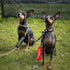 Humorous Dog Leash Sleeve in Training Ignore - Fun Dog Leash Wrap with Alert Design, Includes Red and Black 2 Sleeves