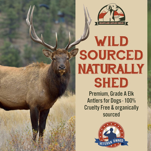 Heartland Elk Antlers for Dogs - Grade A Naturally Shed Antlers | Chew Toy for Aggressive Chewers & Teething Puppies