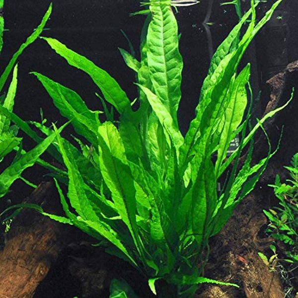 Aquatic Discounts Java Fern Mature, Healthy, Super Easy Live Aquarium Plant 5-6 in. Great