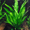 Aquatic Discounts Java Fern Mature, Healthy, Super Easy Live Aquarium Plant 5-6 in. Great
