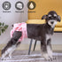 Daslakdc Diapers3 15-21.5 inches Female Dogs Physiological Pants,Reusable Dog Diapers Female,Washable Pieces * M