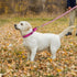 Martingale Dog Collars, Adjustable Reflective Nylon No Pull Choker Collar for Training Medium Large Dogs (M, Hot Pink)