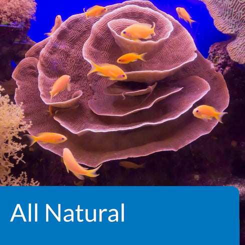 API Marine Stress Zyme Saltwater Aquarium Cleaning Solution, 16-Ounce Bottle
