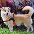 No Pull Dog Harness, Ultra Soft Breathable Padded Pet Harness, 3M Reflective for Small Medium Large Dogs (L, Bright