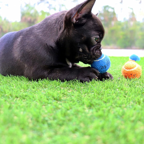 Midlee Mini Dog Tennis Balls with Squeaker, Set of 12 Solid Colors, 1.5"