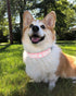 Bling Dog Collar for Small Medium Large Dogs, Adjustable Crown Rhinestone Collars for Girl and Boy Dogs (S, Pink)