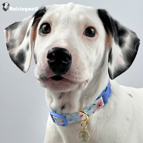 Cotton Dog Collar, Blue Flower Pattern for Boys and Girls, Adjustable for Small to Medium Breed Dogs (XS)