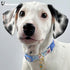 Cotton Dog Collar, Blue Flower Pattern for Boys and Girls, Adjustable for Small to Medium Breed Dogs (XS)