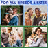 TECEUM Reflective Pet Collar – Basic Nylon Dog Collar – Quick Release Buckle – Acid Green – S – Extra Soft Padding –