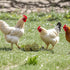 BingegePet 2 Pack Chicken Beak Timothy Grass Block, Chicken Toys for Coop, Enrichment Toys for Hens, Ducks, Geese