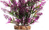 CNZ Aquarium Decor, Artificial Plastic Plant Green/Purple, 11.8-inch Fish Tank Decoration Ornament