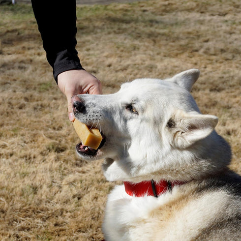 Authentic Himalayan Yak Cheese for Dogs, Jumbo (Pack of 1), Rawhide-Free, NO preservatives.